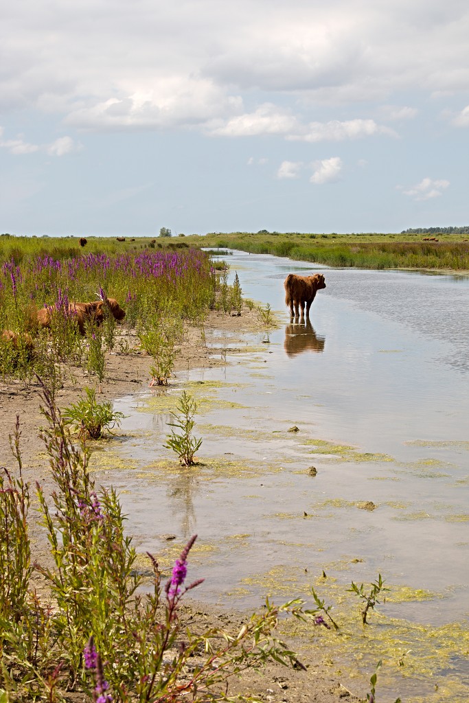 tiengemeten natuur natuurgebied natuurmonumenten hdr schotse hooglanders rien poortvliet museum eiland polder platteland